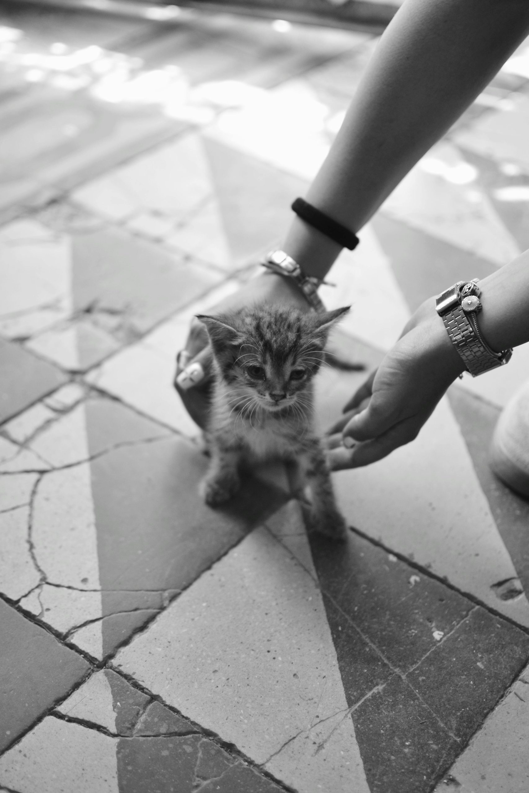 Adorable kitten on a geometric tiled floor with human interaction in black and white.