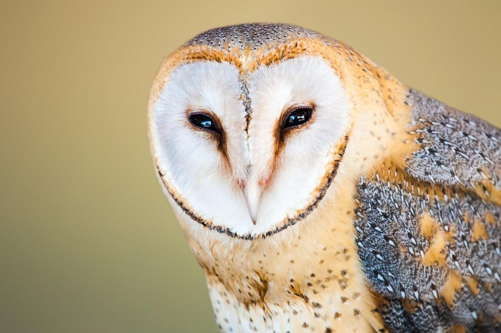 barn owl, owl, bird, animal, bird of prey, raptor, wildlife, predator, plumage, head, face, eyes, looking, nature, closeup, barn owl, owl, owl, owl, owl, owl